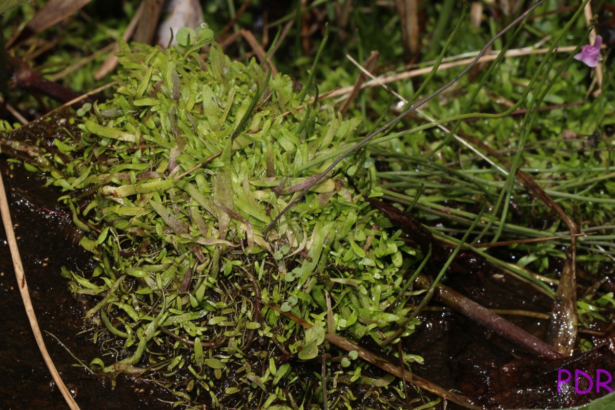 Utricularia graminifolia Vahl